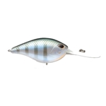 Bluegill