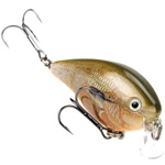 Orange Bream