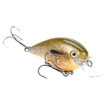 Orange Bream