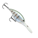 Bluegill