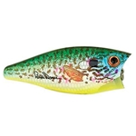 Red Ear Sunfish
