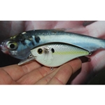 Live Wild Shad