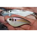 Live Gizzard Shad