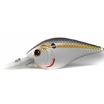 Supermodel Shad