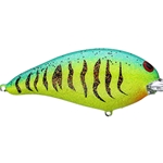 Western Firetiger