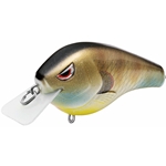 Bluegill