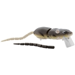 Brown Rat 25