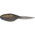 Baby Shad