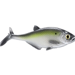 Chartreuse Shad
