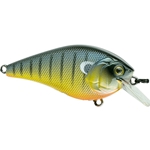 Backwater Bluegill