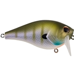 MF Bluegill