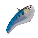American Shad