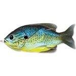 Blue/Yellow Pumpkinseed