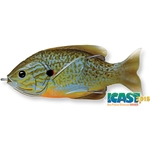 Natural Blue Pumpkinseed