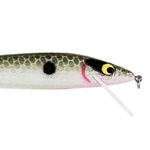 Avocado Shad