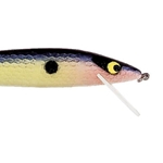 Threadfin Shad