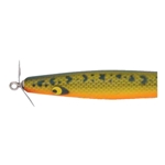 Bass/Orange Belly