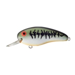 Baby Bass/Orange Belly