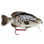 Black Crappie