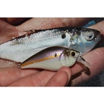 Gizzard Shad