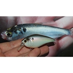 Wild Shad