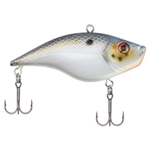 Sexier Shad