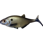 Shad