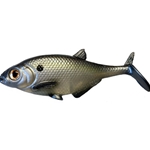 Chartreuse Shad