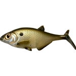Green Gizzard