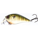 Live Baby Bluegill