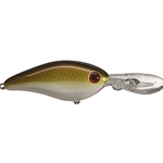 Copper Nose Shad