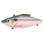 American Shad