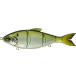 Shad Hammer