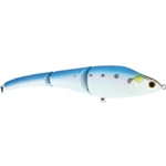 American Shad