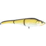 Natural Golden Shiner