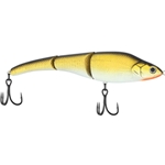 Natural Golden Shiner