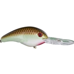 Copper Nose Shad