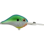 Citrus Shad