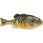 HD Pumpkinseed