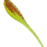 Chartreuse Red Glitter