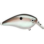 Green Gizzard Shad