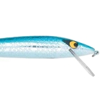 Chrome/Blue Belly
