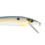 Foxy Shad