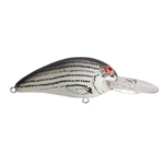 Baby Striper
